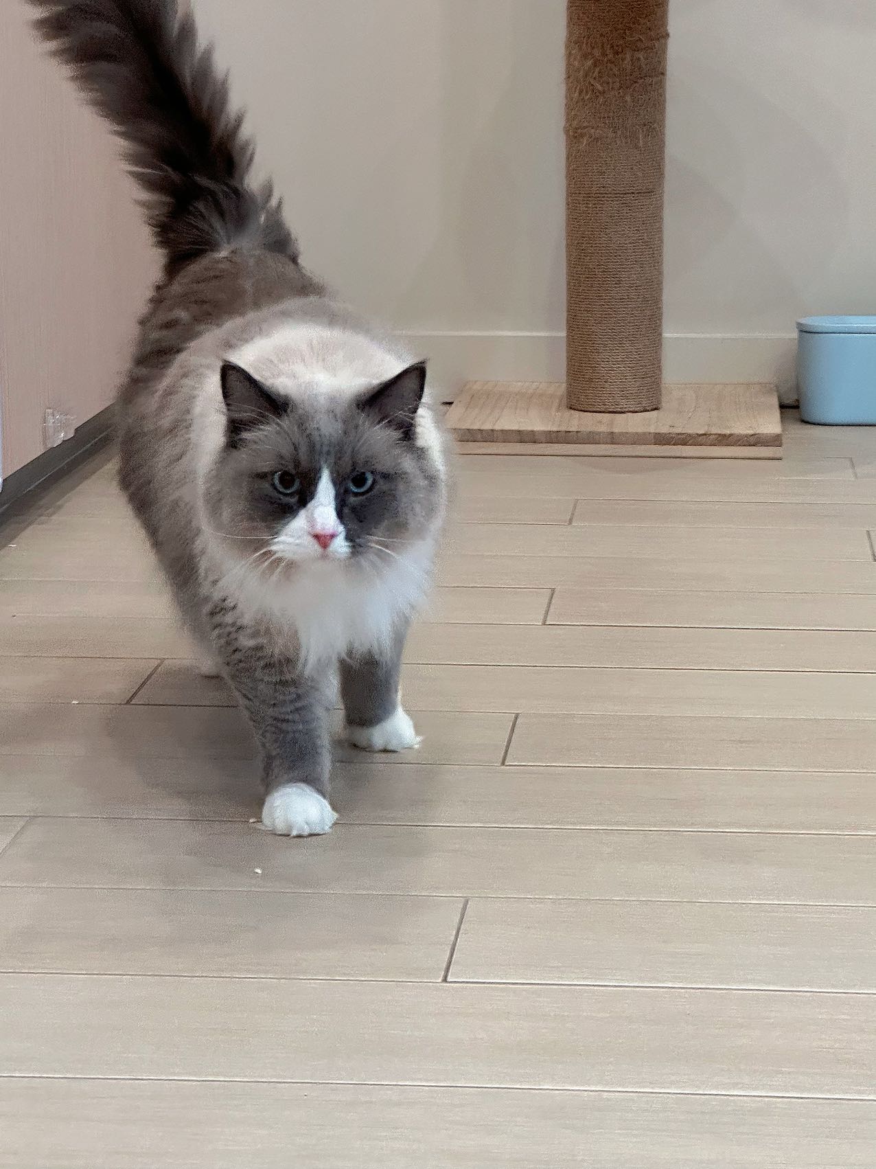 Bobo（ADOPTED）