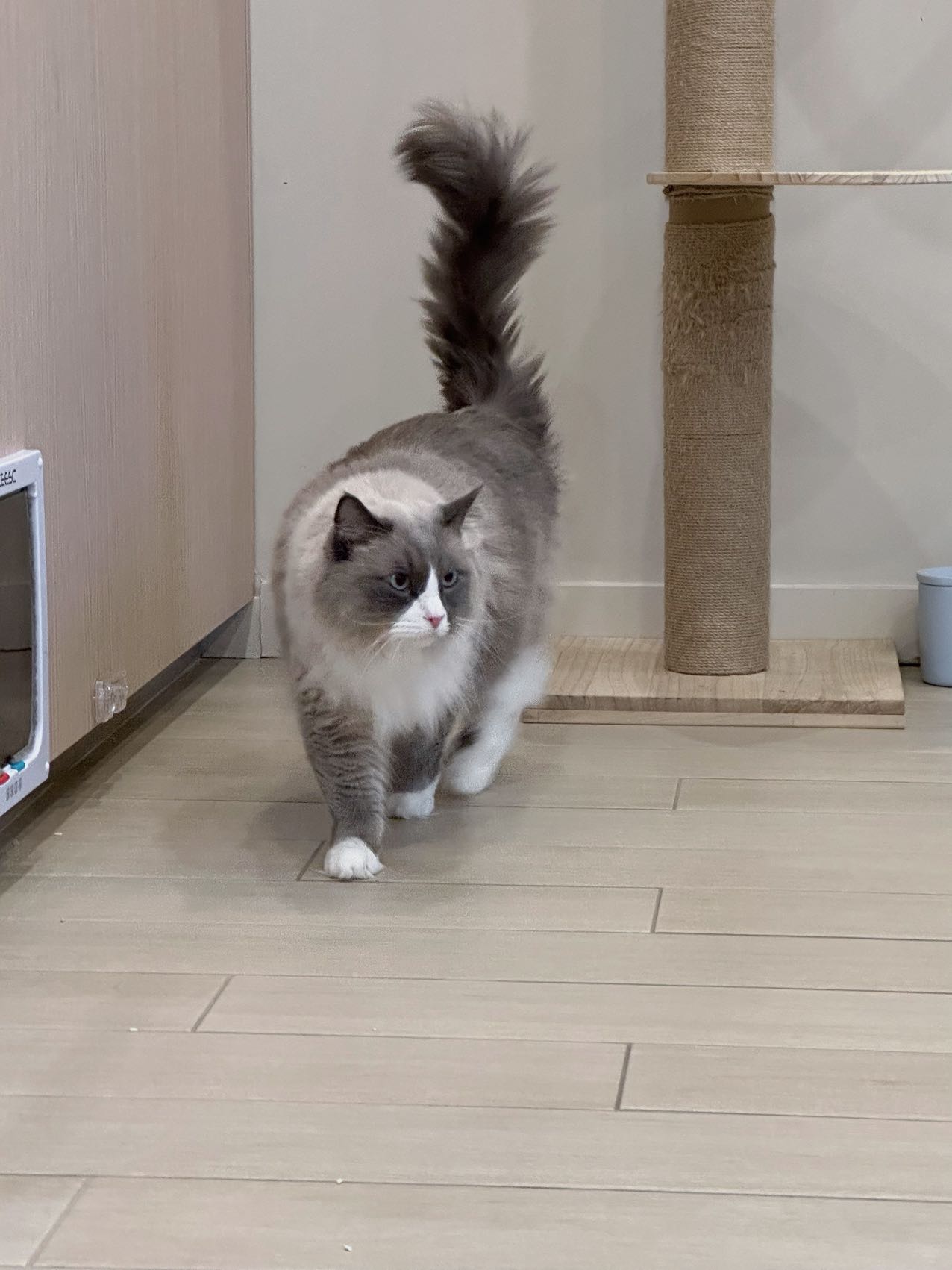 Bobo（ADOPTED）