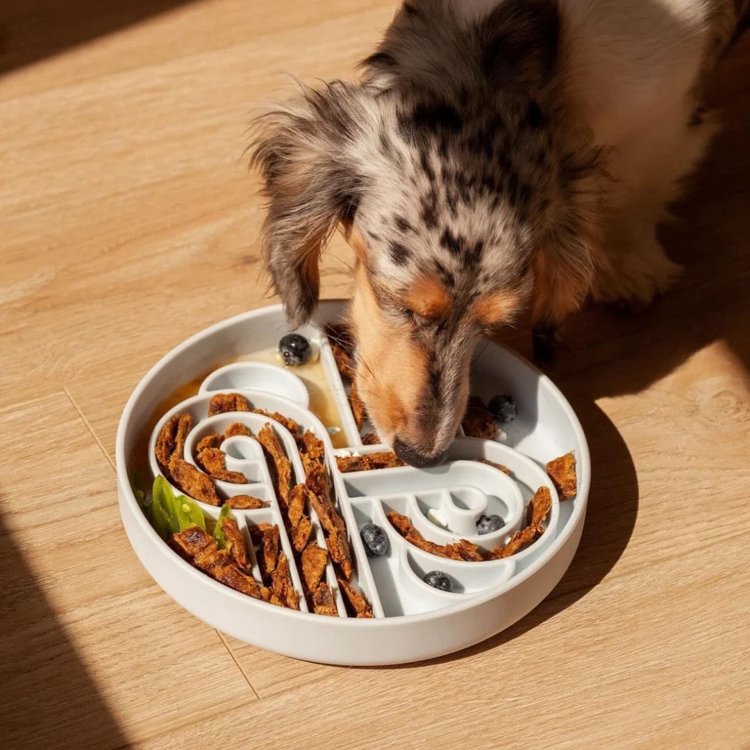 OLLIE B. GOOD zoomies slow feeder bowl | blueberry