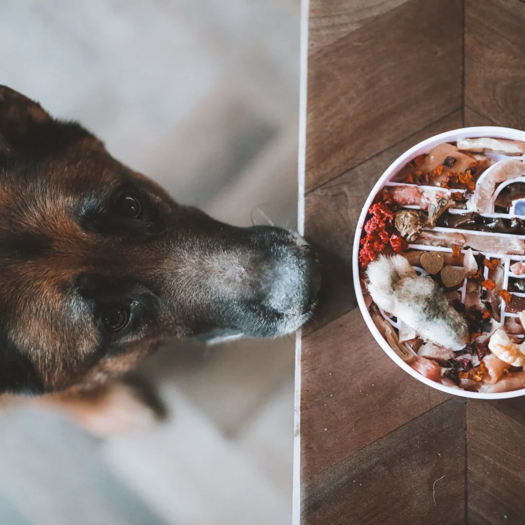 OLLIE B. GOOD zoomies slow feeder bowl | fig