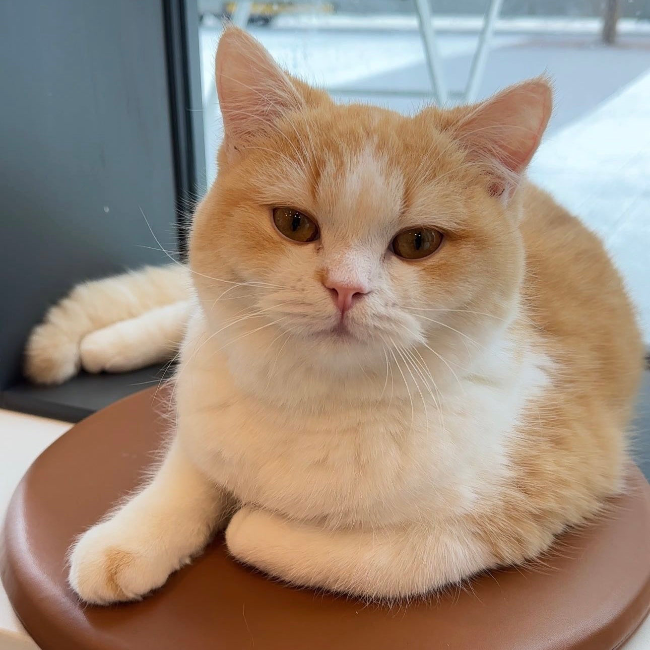 Bagel🥯（贝果）
