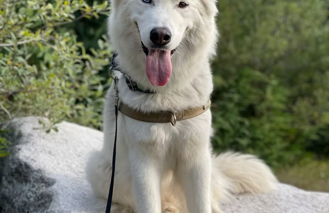Steve（MOUNTAINSIDE）