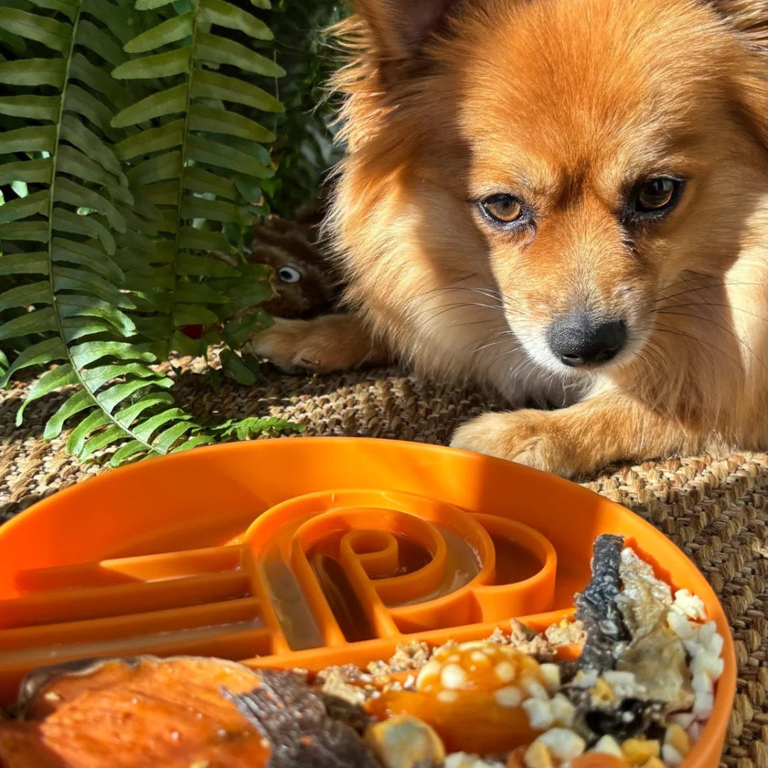 OLLIE B. GOOD zoomies slow feeder bowl | pumpkin