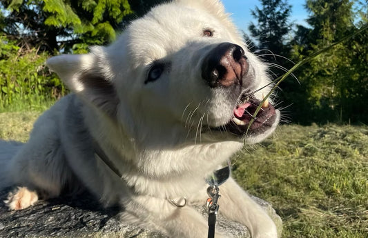 Steve（MOUNTAINSIDE）