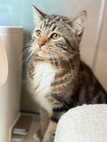 Load image into Gallery viewer, Akela（ADOPTED）
