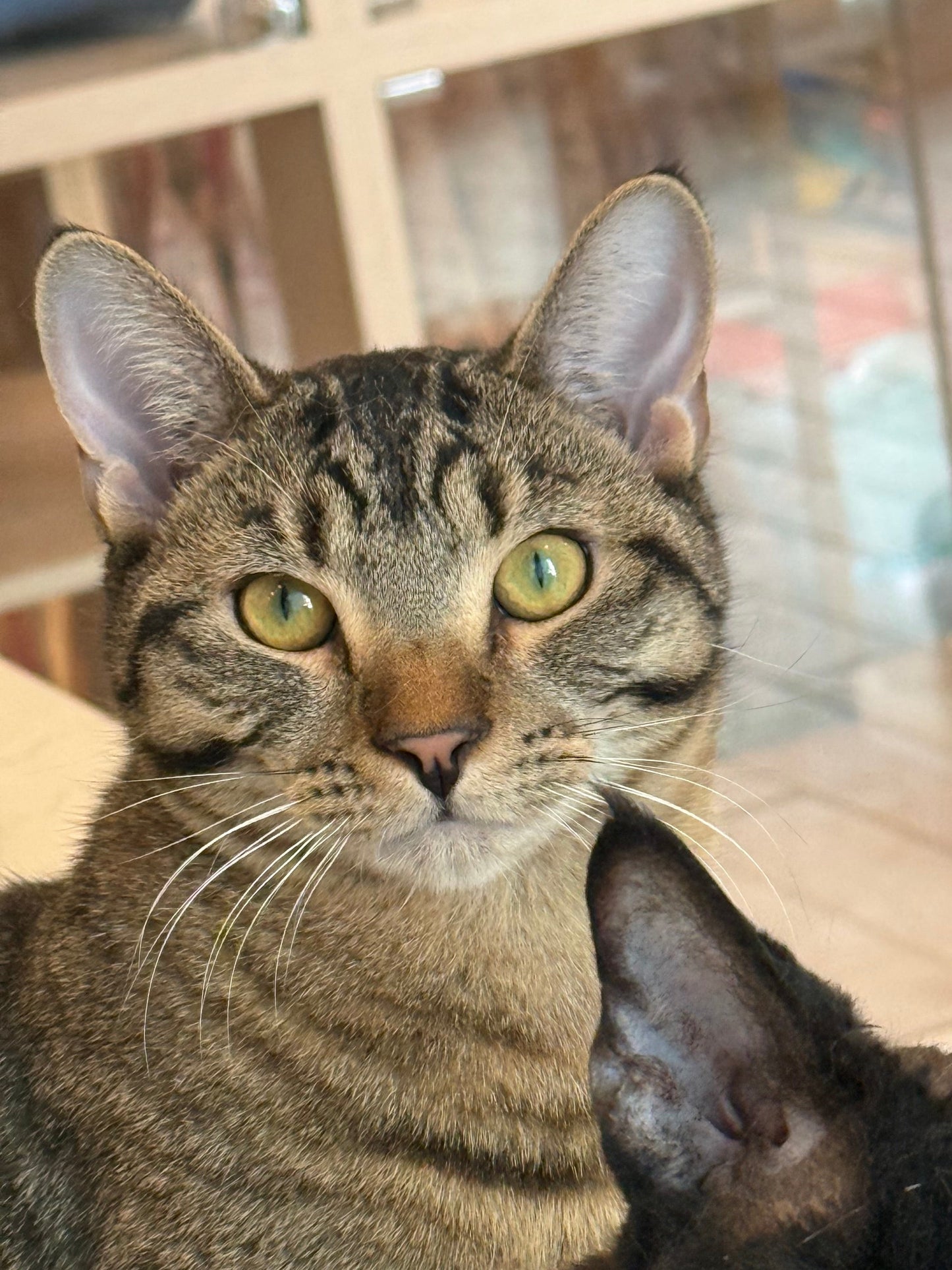 Eeyore（ADOPTED)