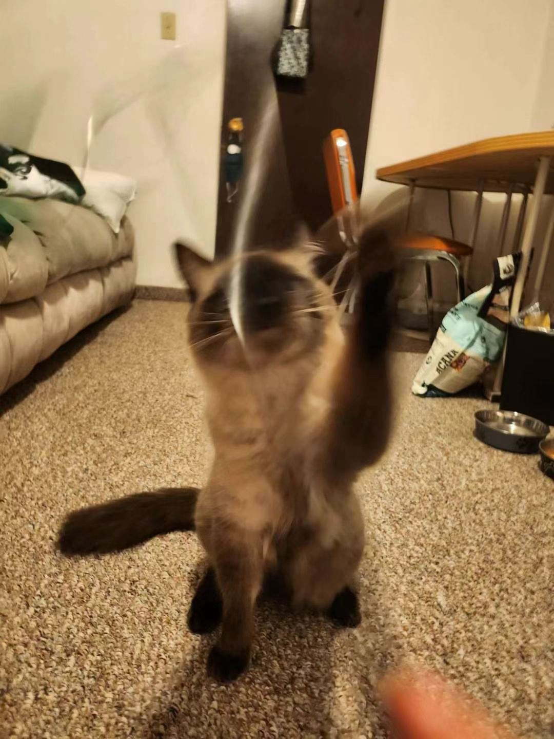 Miso（ADOPTED）