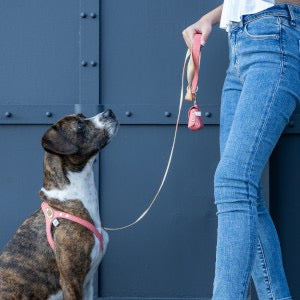 Buddy Belts Harnesses – Limited Edition with Crystal