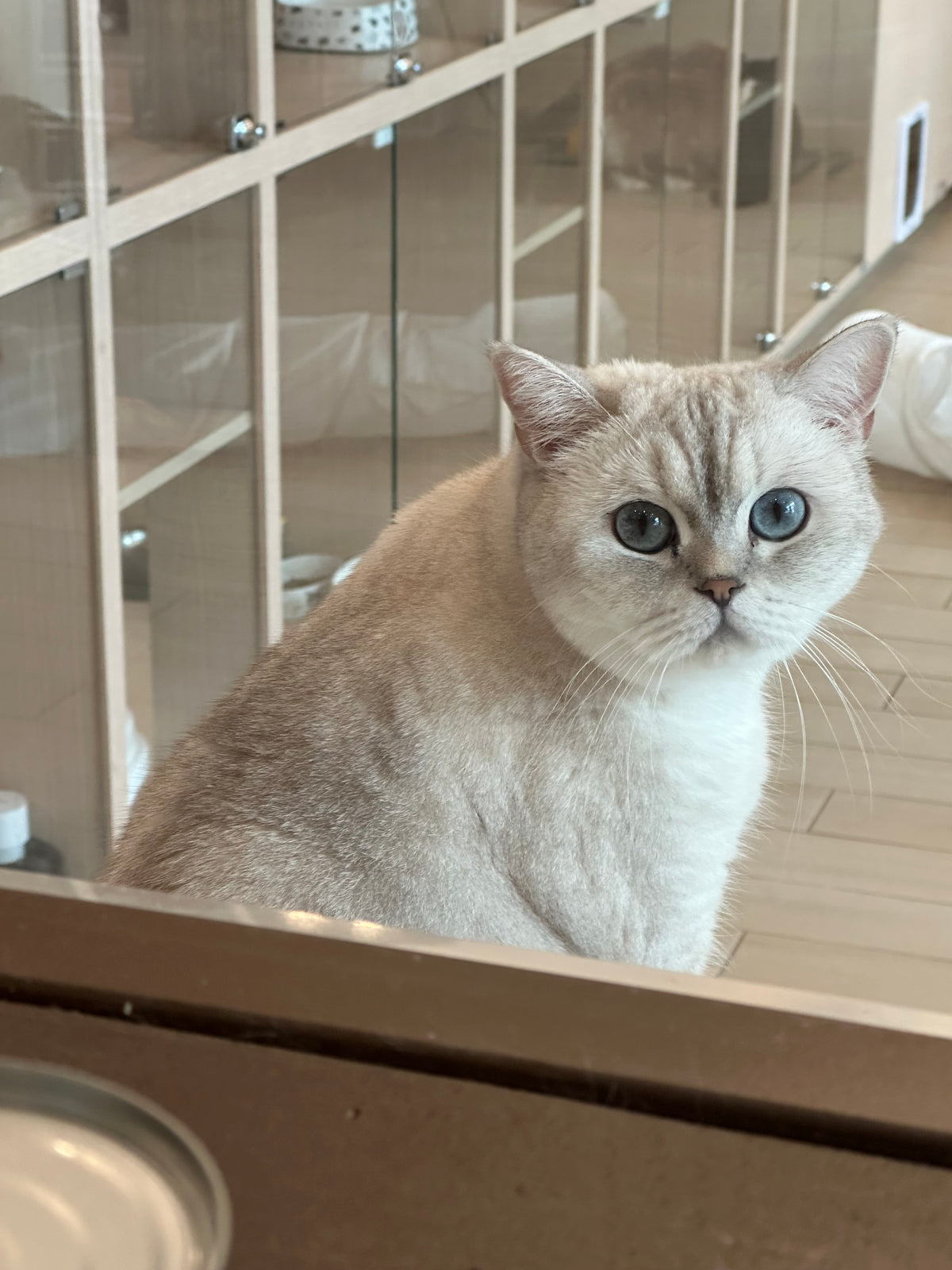 Muffin