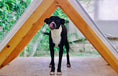 Load image into Gallery viewer, Poppy（MOUNTAINSIDE）
