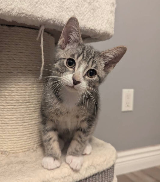 Coconut（ADOPTED）