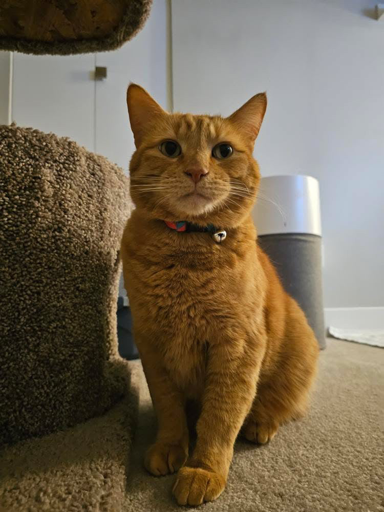 Harry The Cat (ADOPTED）