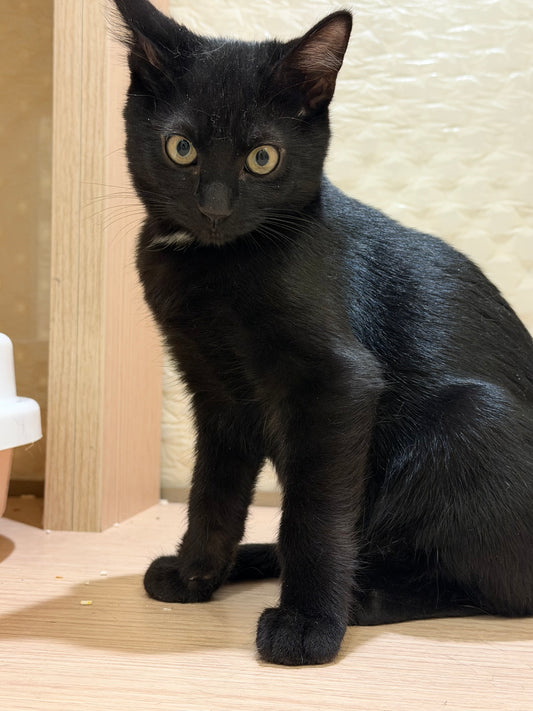 Pastis（MOUNTAINSIDE)