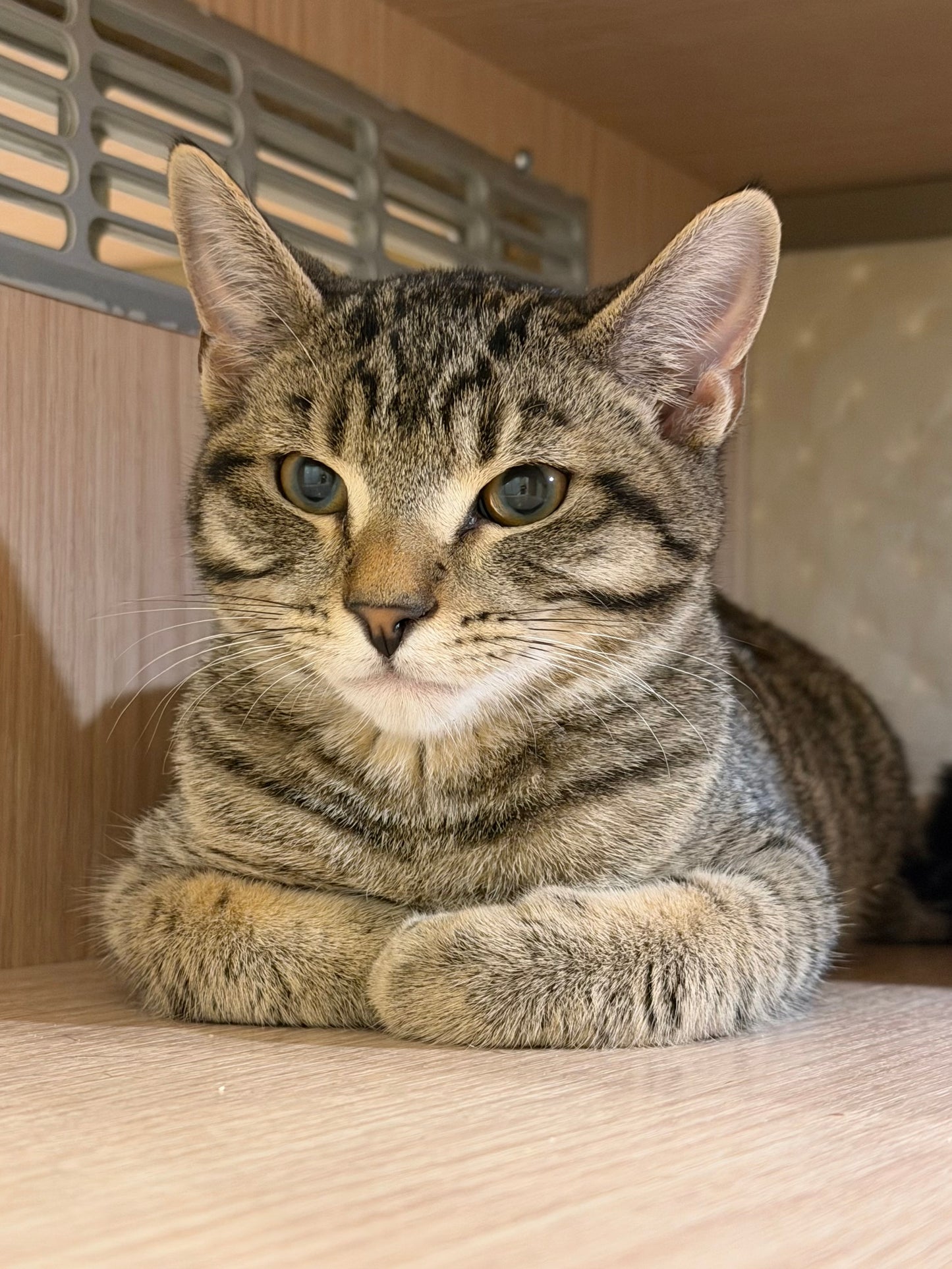 Eeyore（MOUNTAINSIDE)