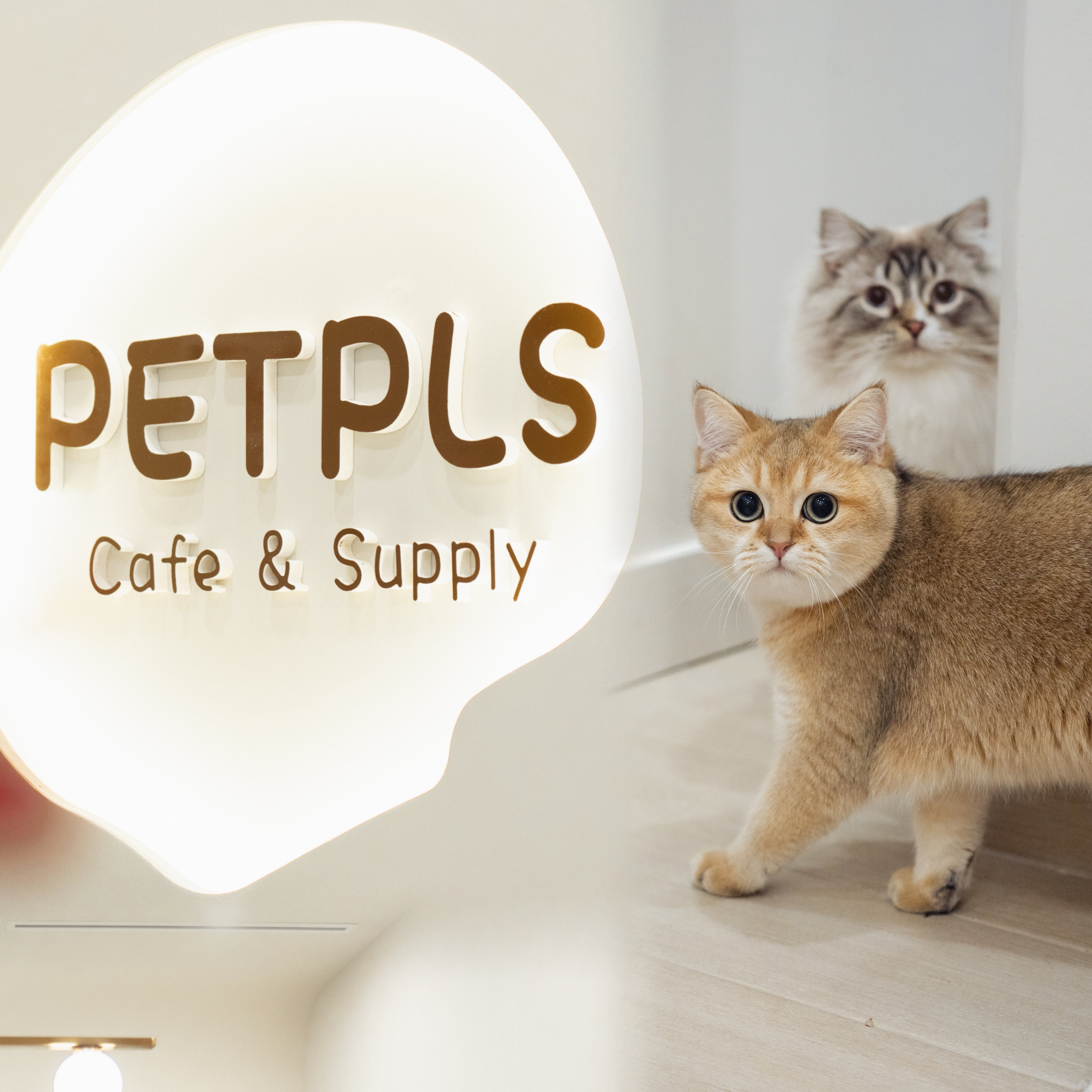 Richmond cat cafe pet supply store PETPLS