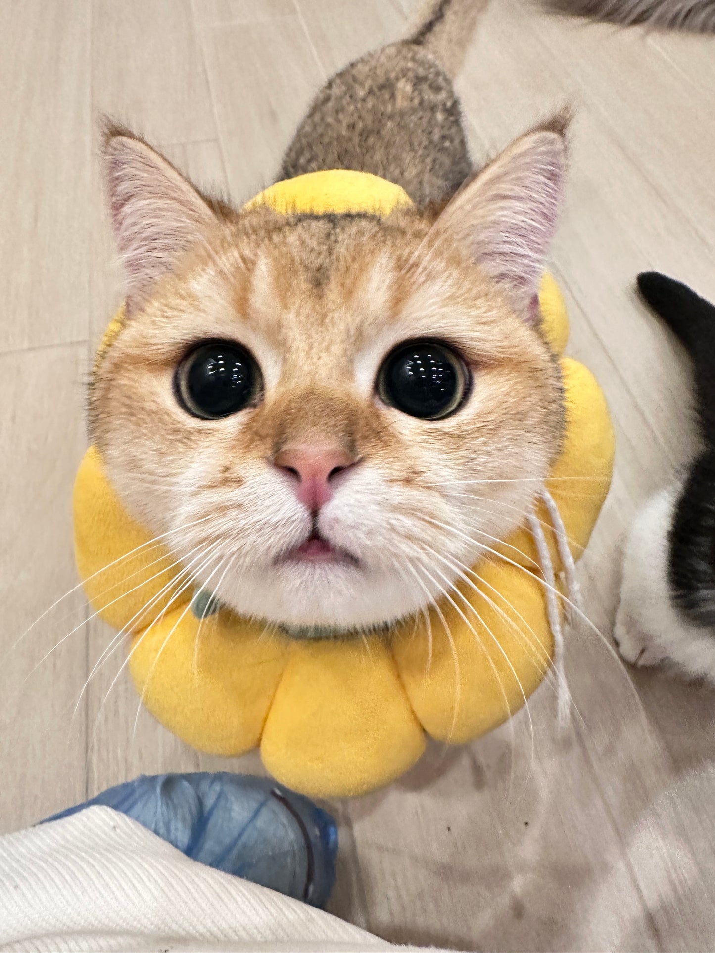 HASHBROWN（薯饼）