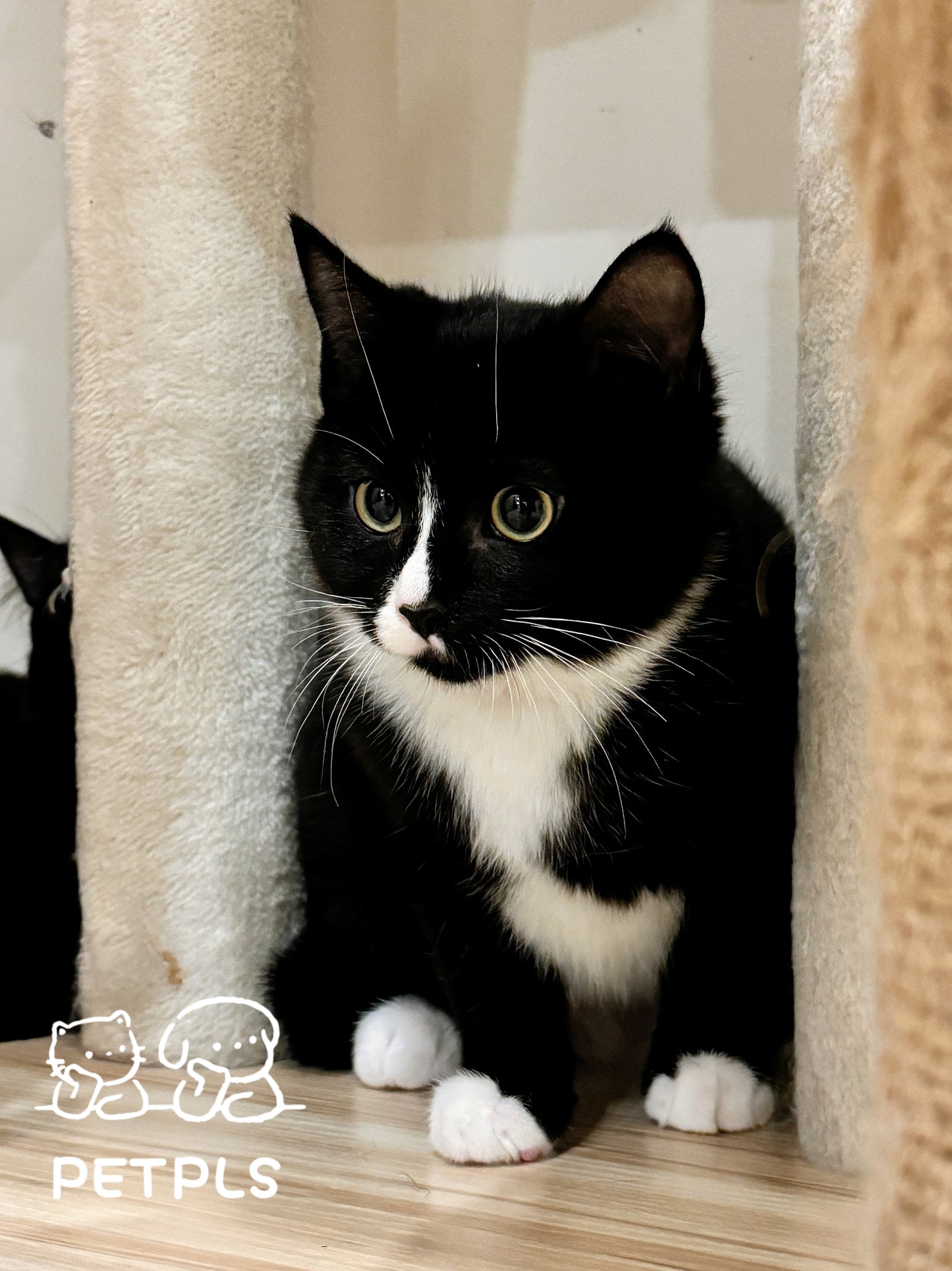 Blossom（ADOPTED）