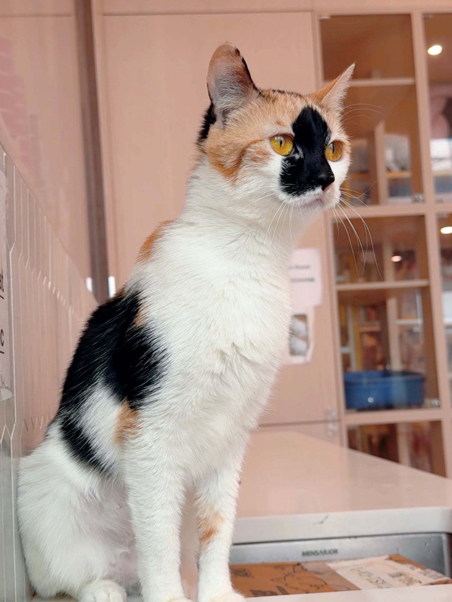 Lucy（ADOPTED）
