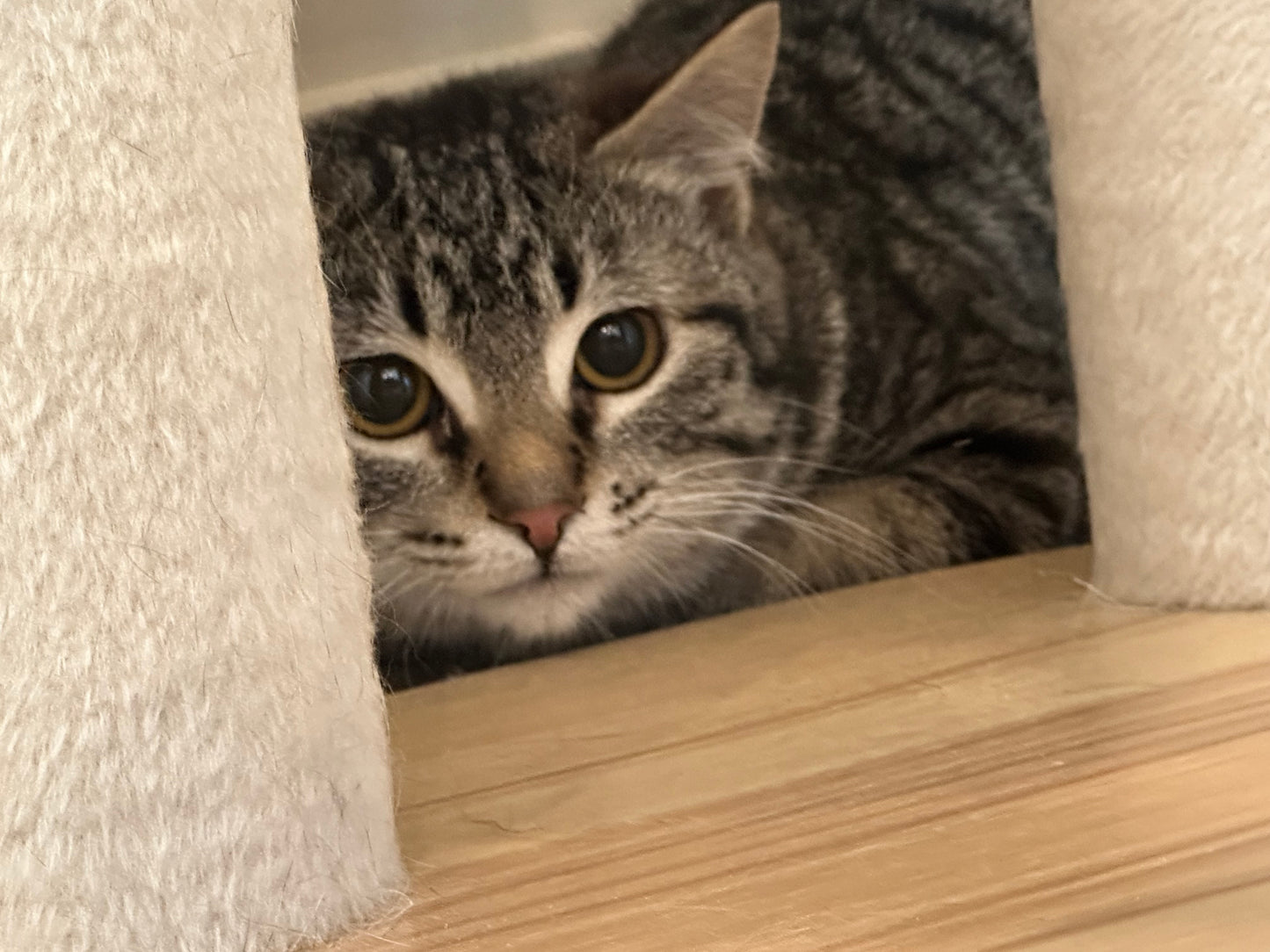 Corso（ADOPTED）