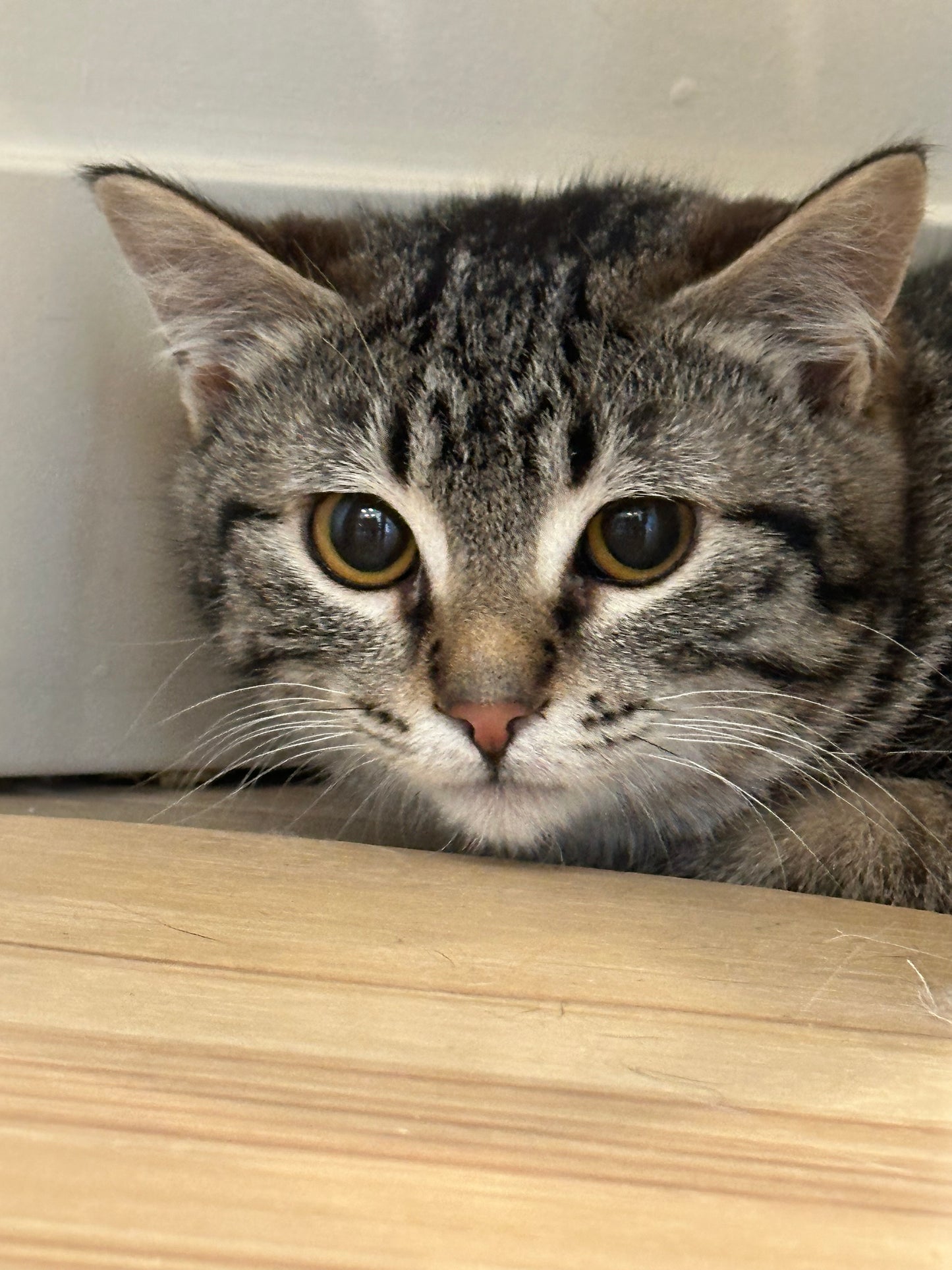 Corso（ADOPTED）