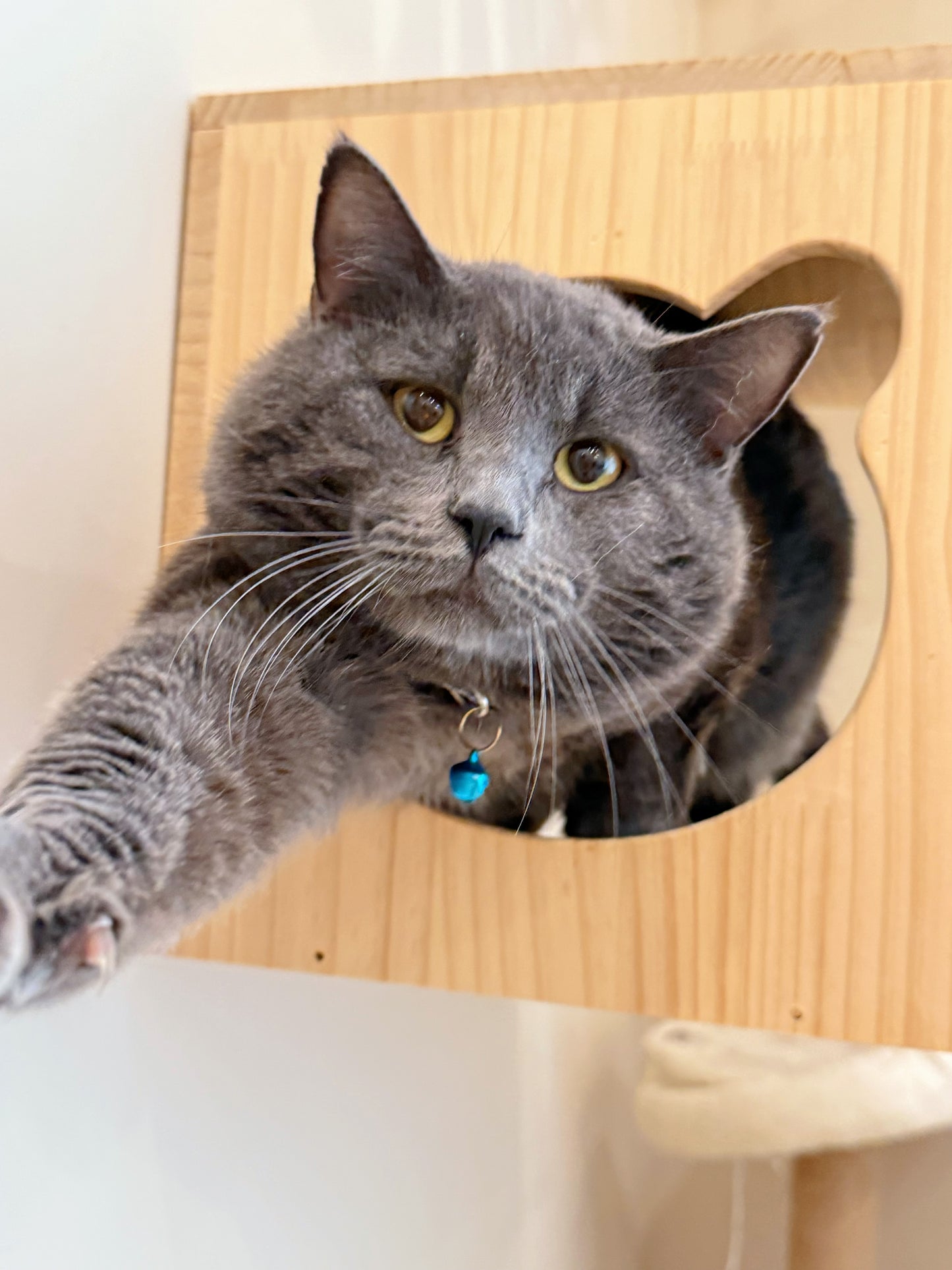 Riot（ADOPTED）