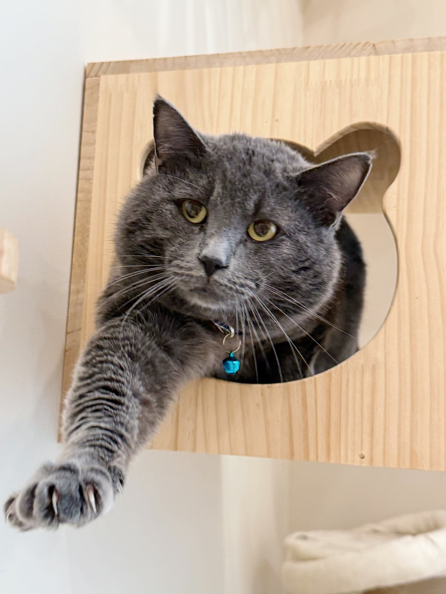 Riot（ADOPTED）