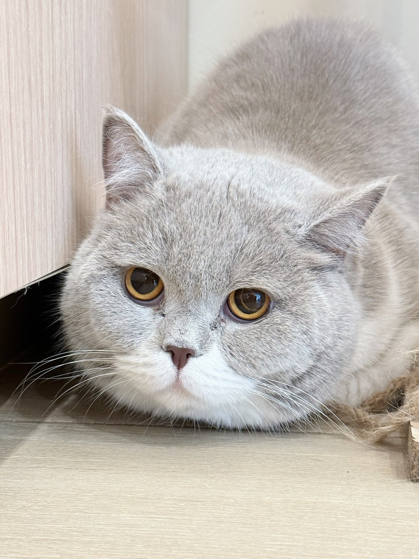Peanut（ADOPTED）