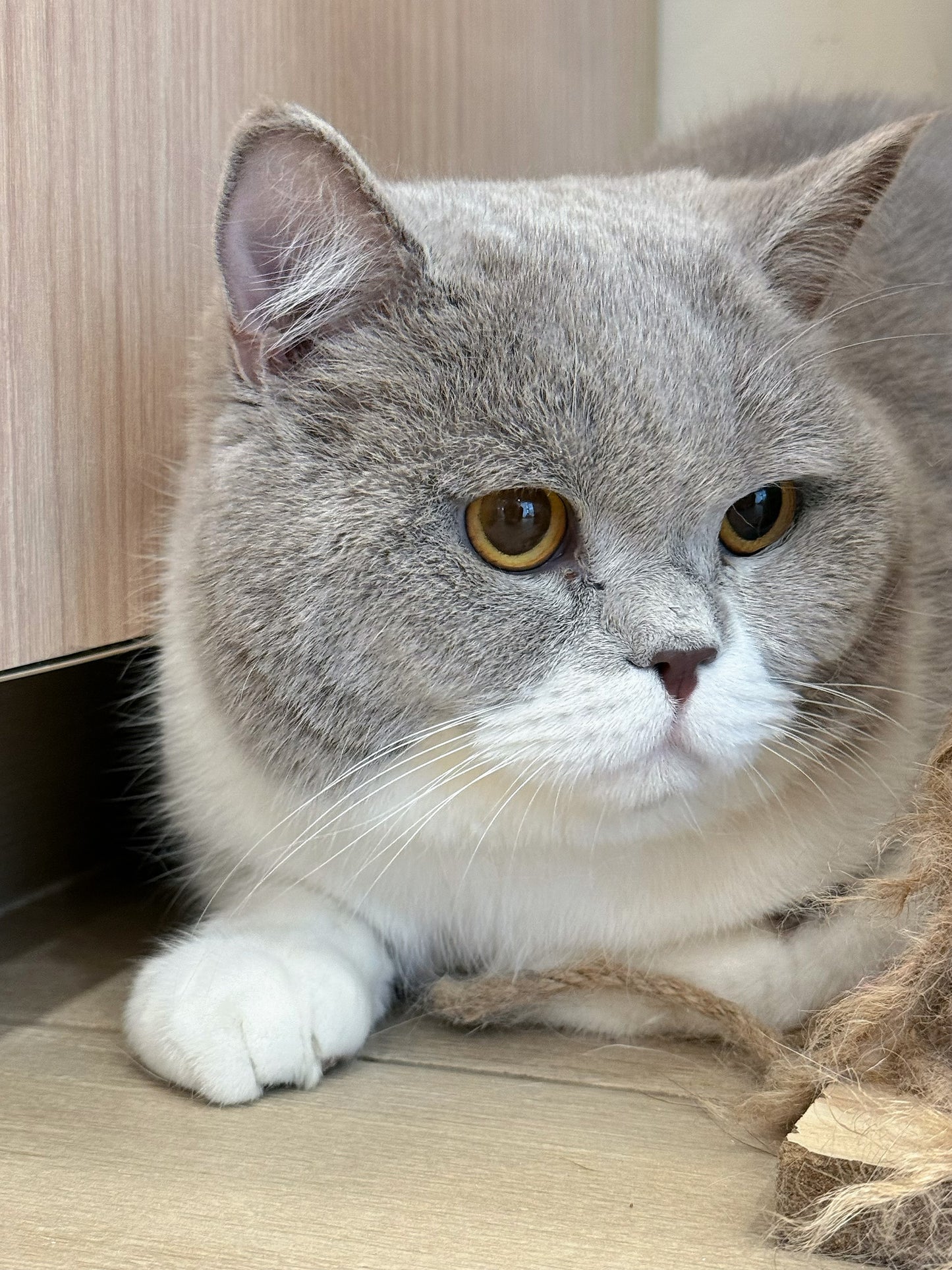Peanut（ADOPTED）