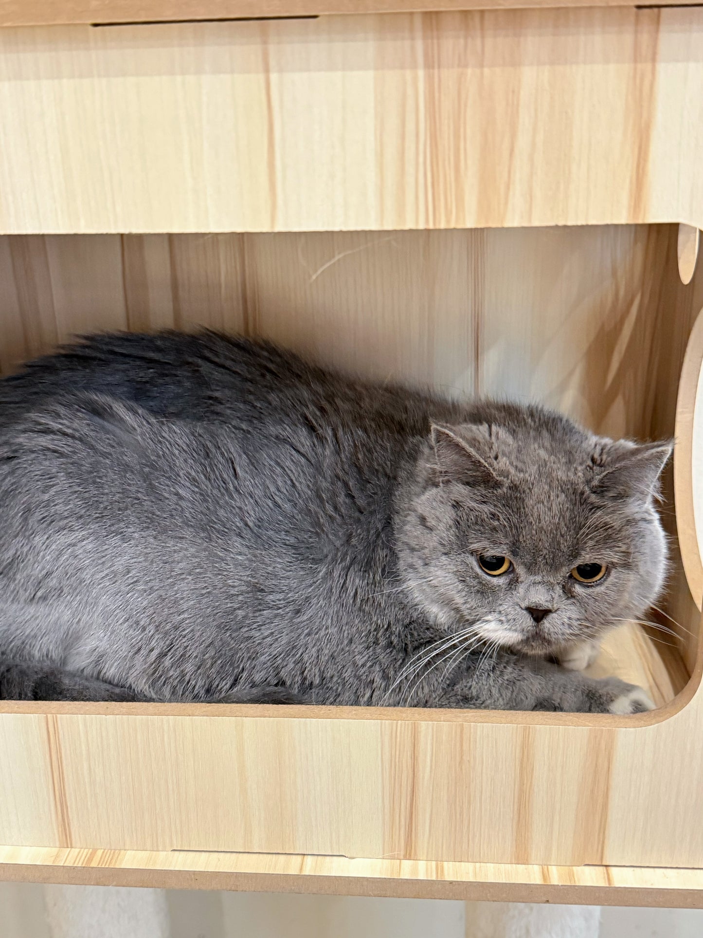Duchess（ADOPTED）