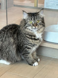 Load image into Gallery viewer, Molly（ADOPTED）
