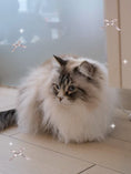 Load image into Gallery viewer, IMG_2161.JPG
