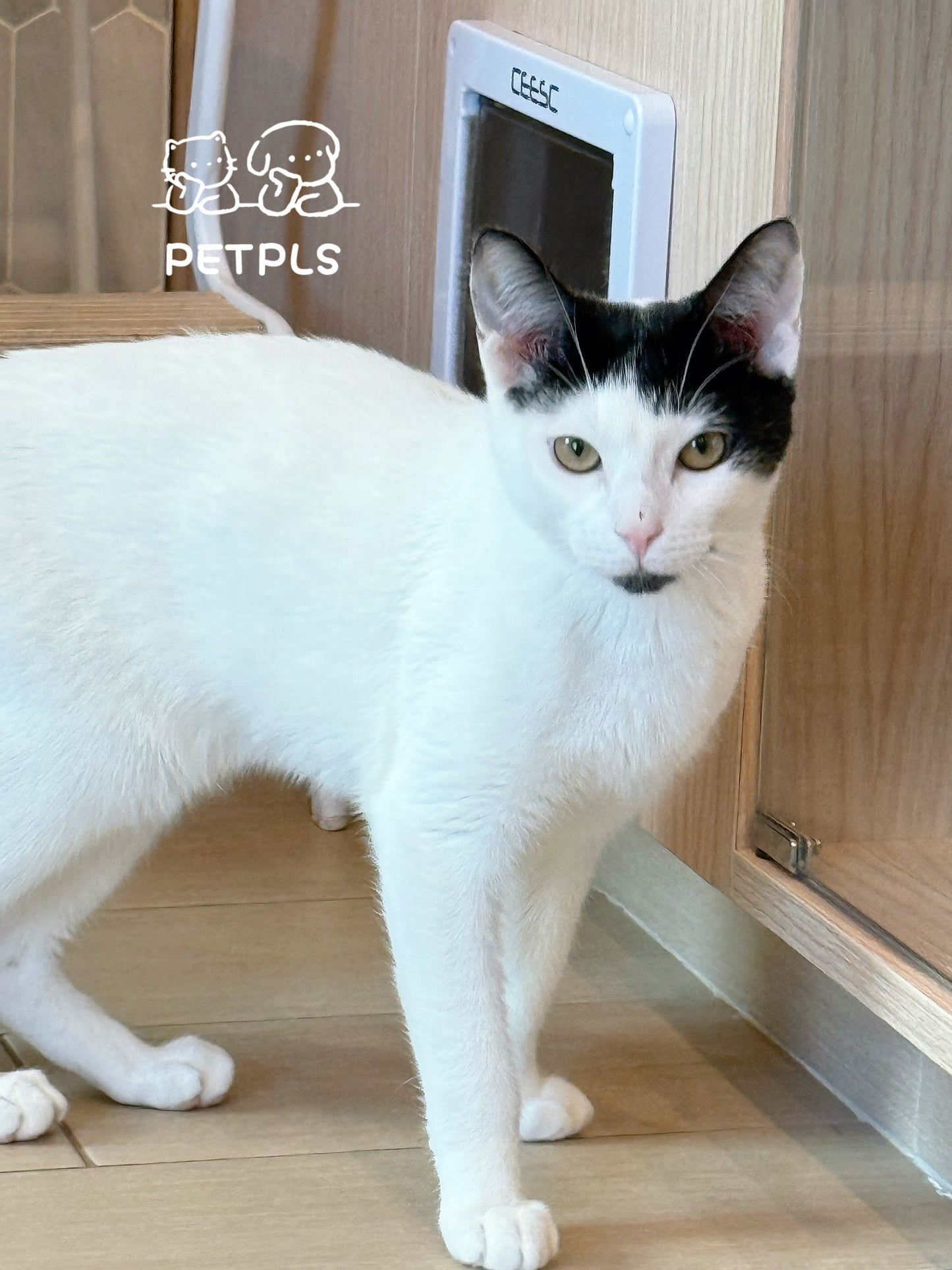 Shaggy（ADOPTED）