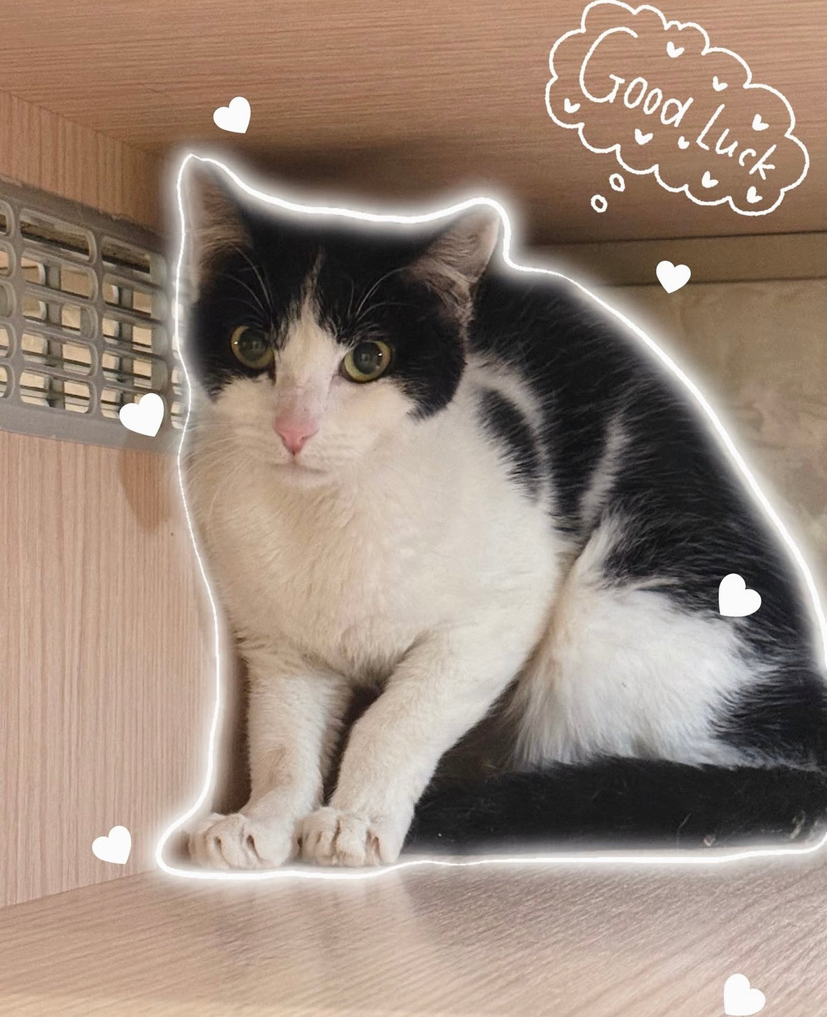 Pocket（ADOPTED）