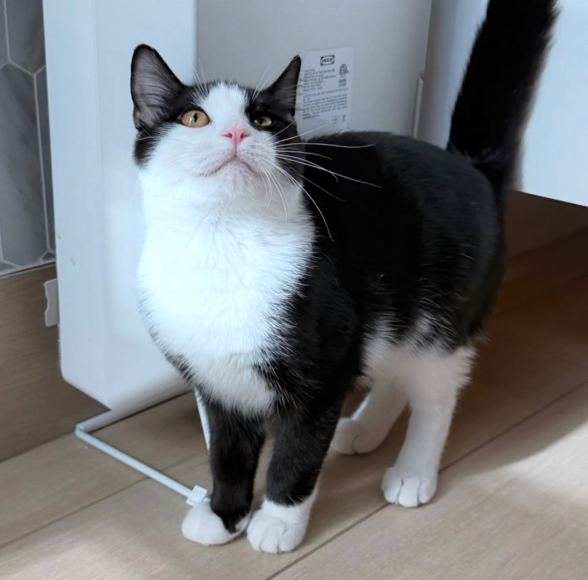 Munchkin（ADOPTED）