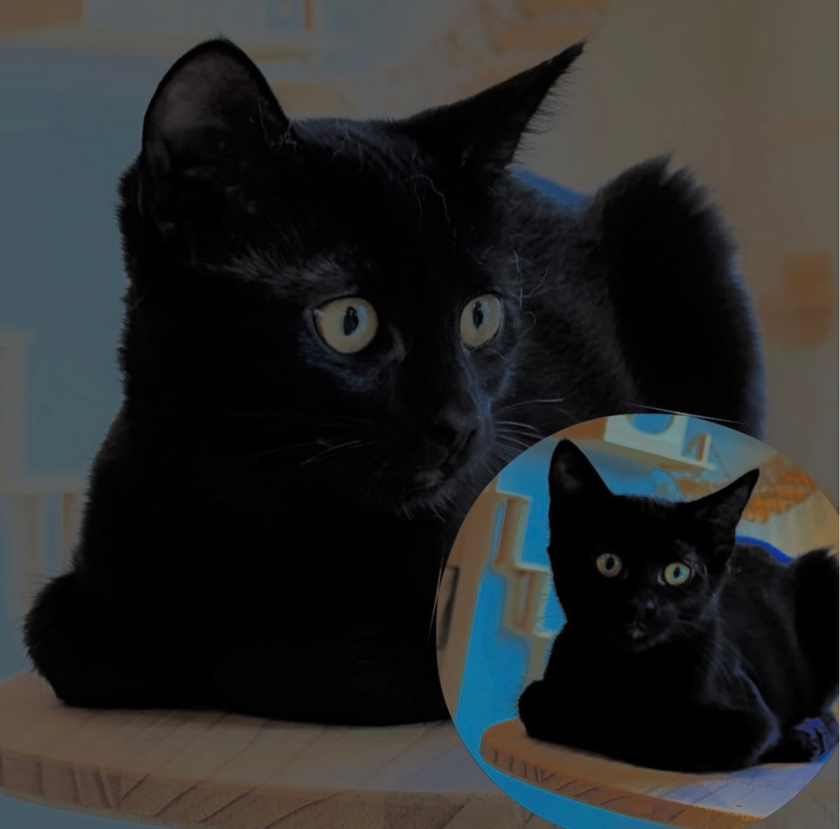 Nike（ADOPTED）