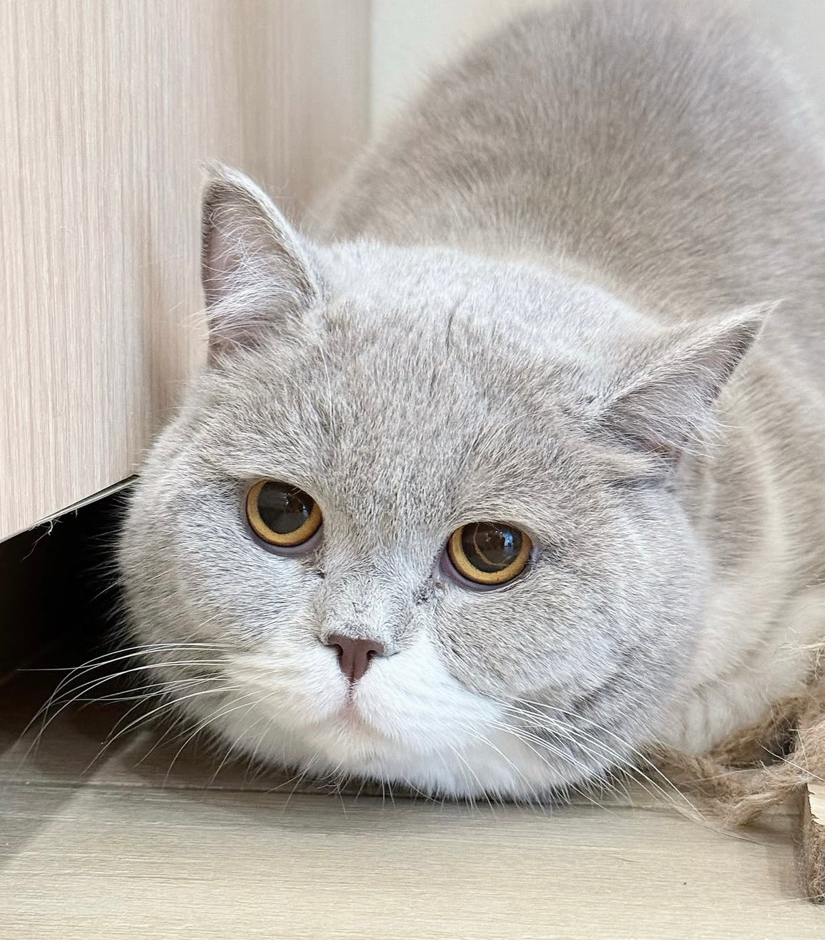 Peanut（ADOPTED）
