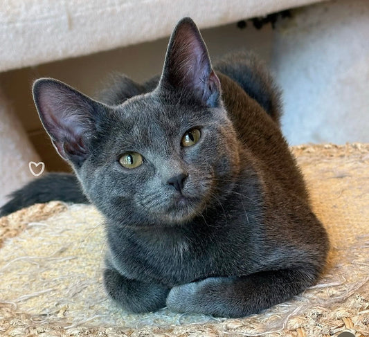 Pine Nut（ADOPTED）