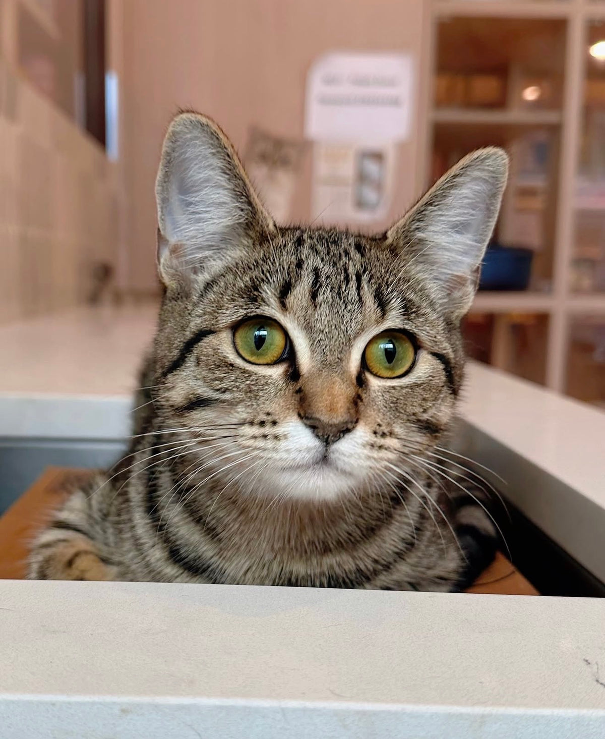 Hazelnut（ADOPTED）