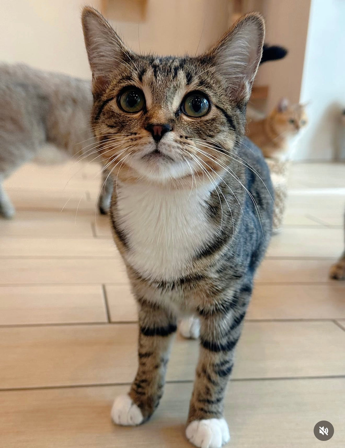 Walnut（ADOPTED）