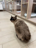 Load image into Gallery viewer, Sponsor a cat
