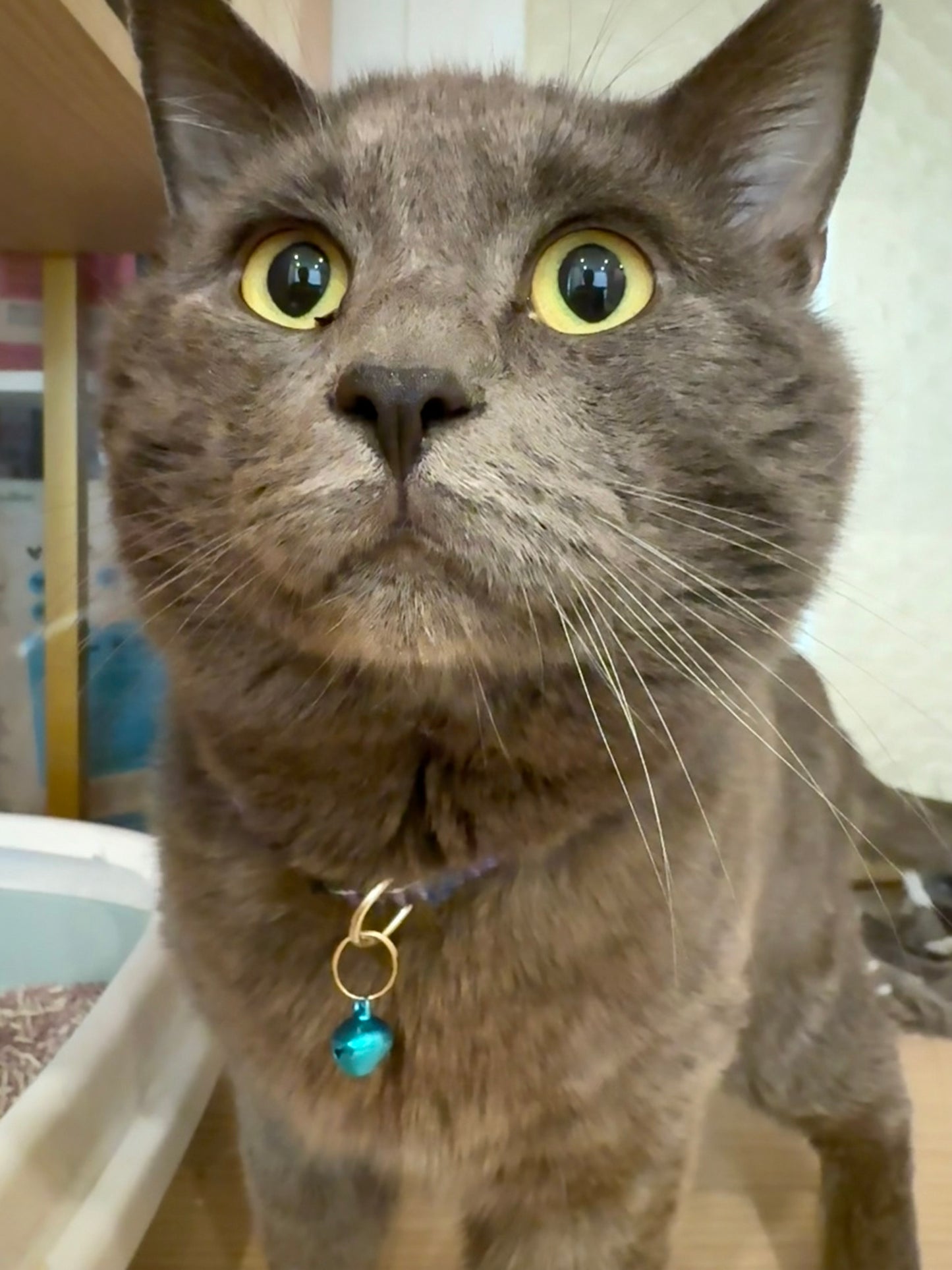 Riot（ADOPTED）