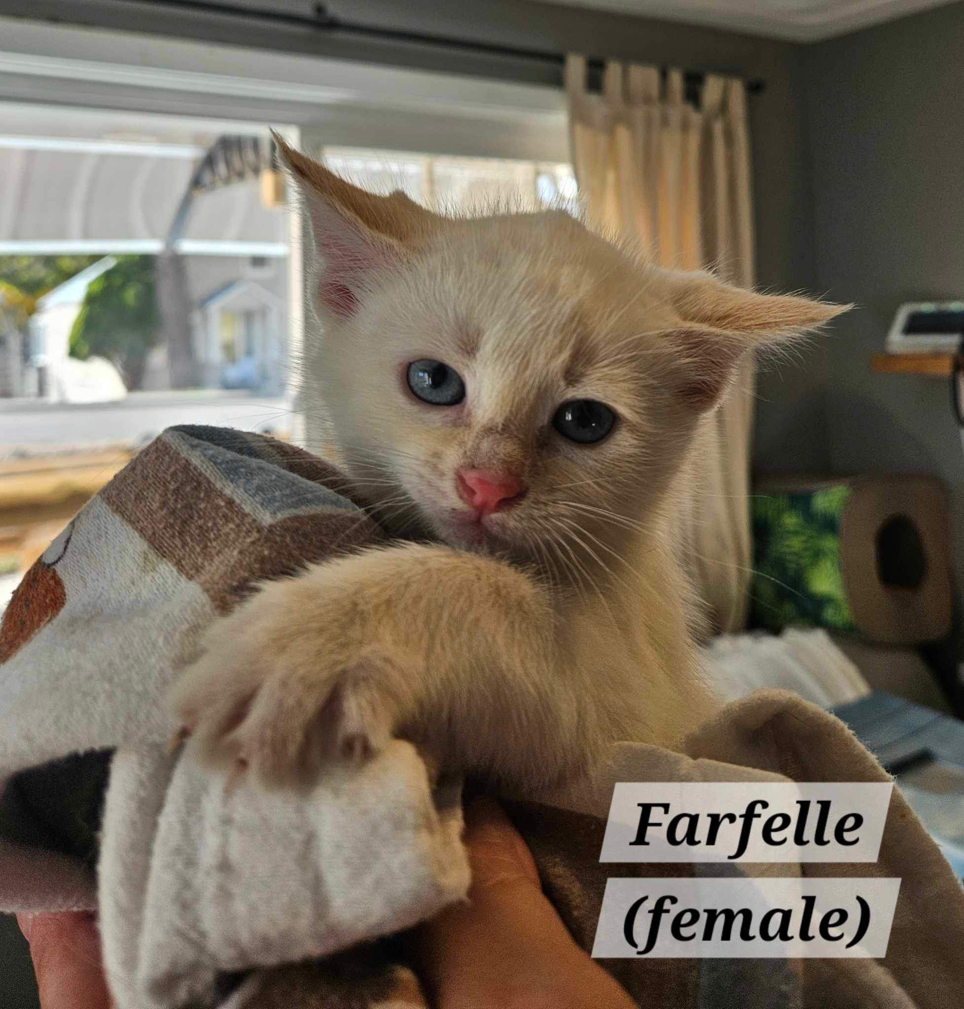 Farfalle (ADOPTED)