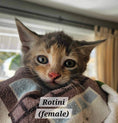 Load image into Gallery viewer, Rotini (ADOPTED)
