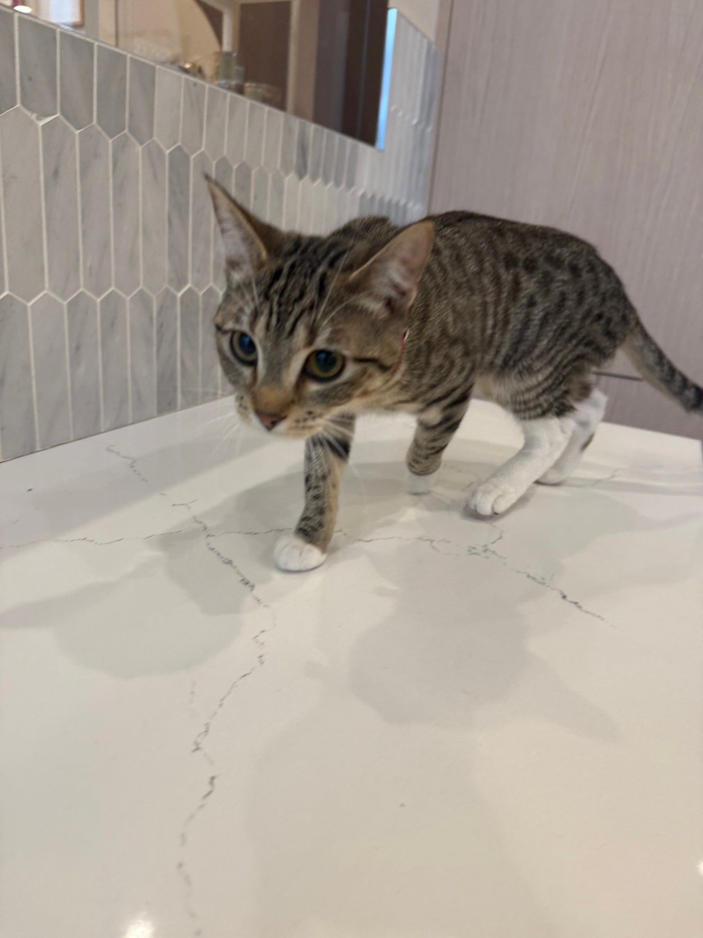 Velma（ADOPTED）