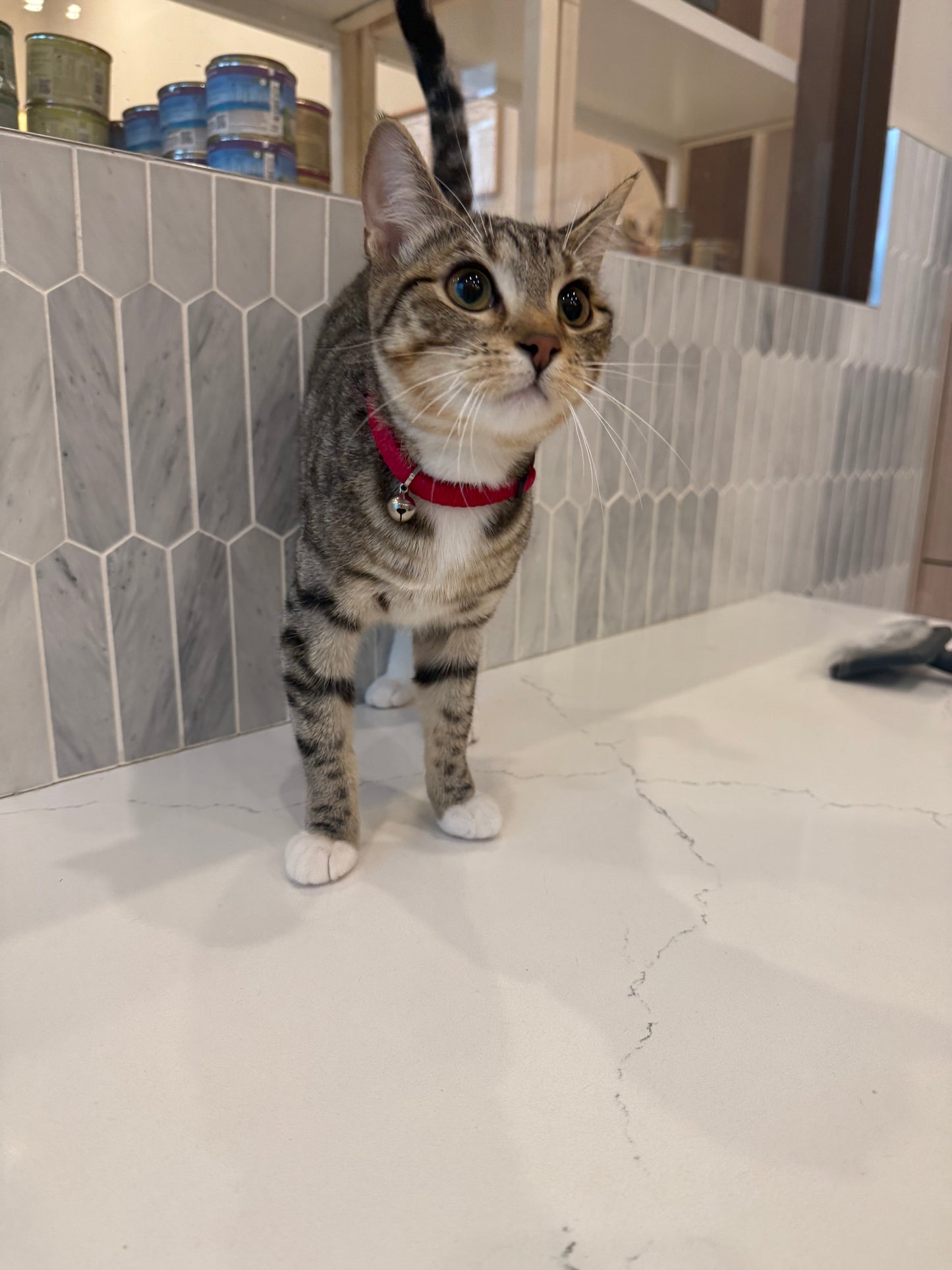 Velma（ADOPTED）