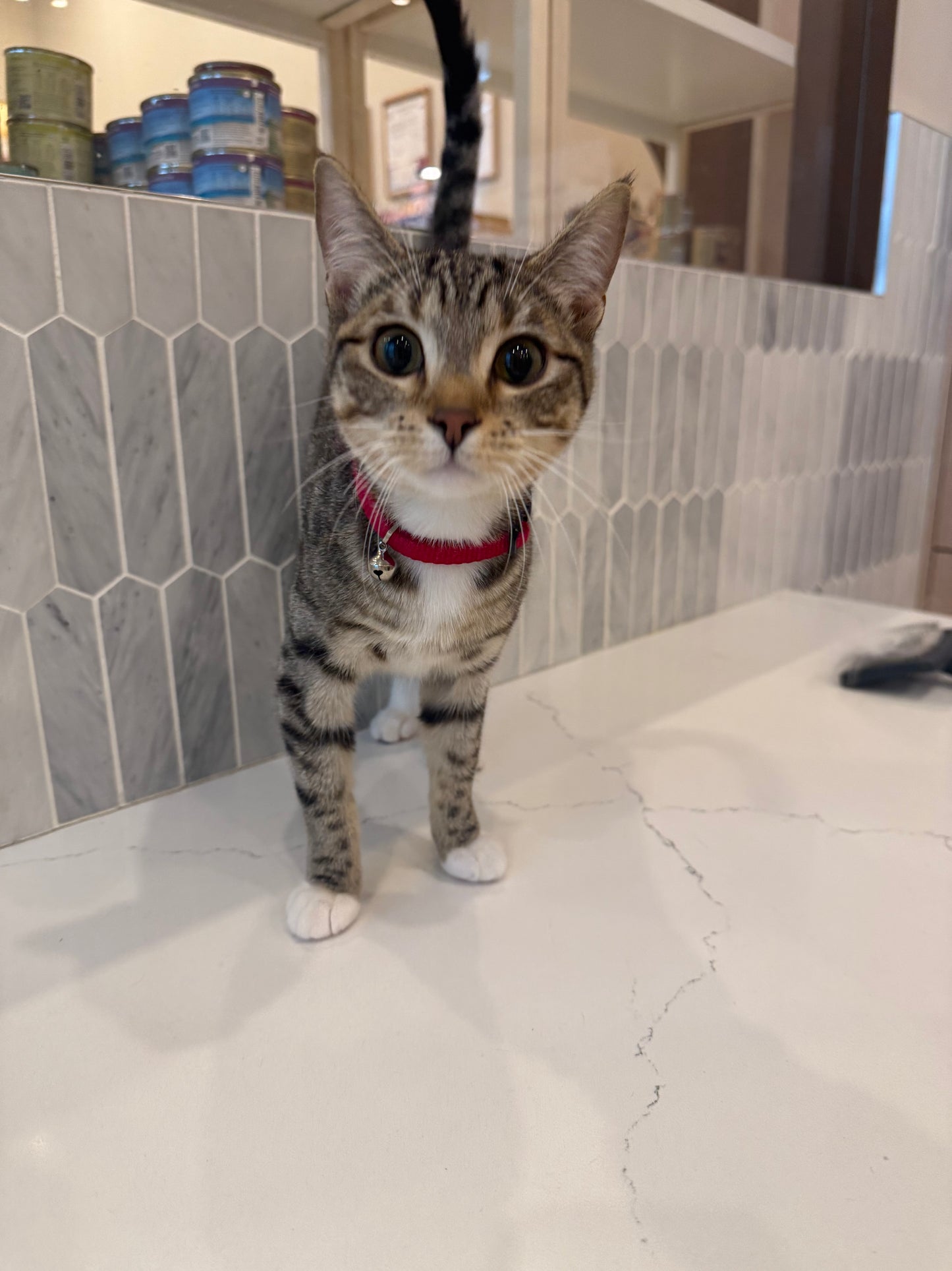 Velma（ADOPTED）