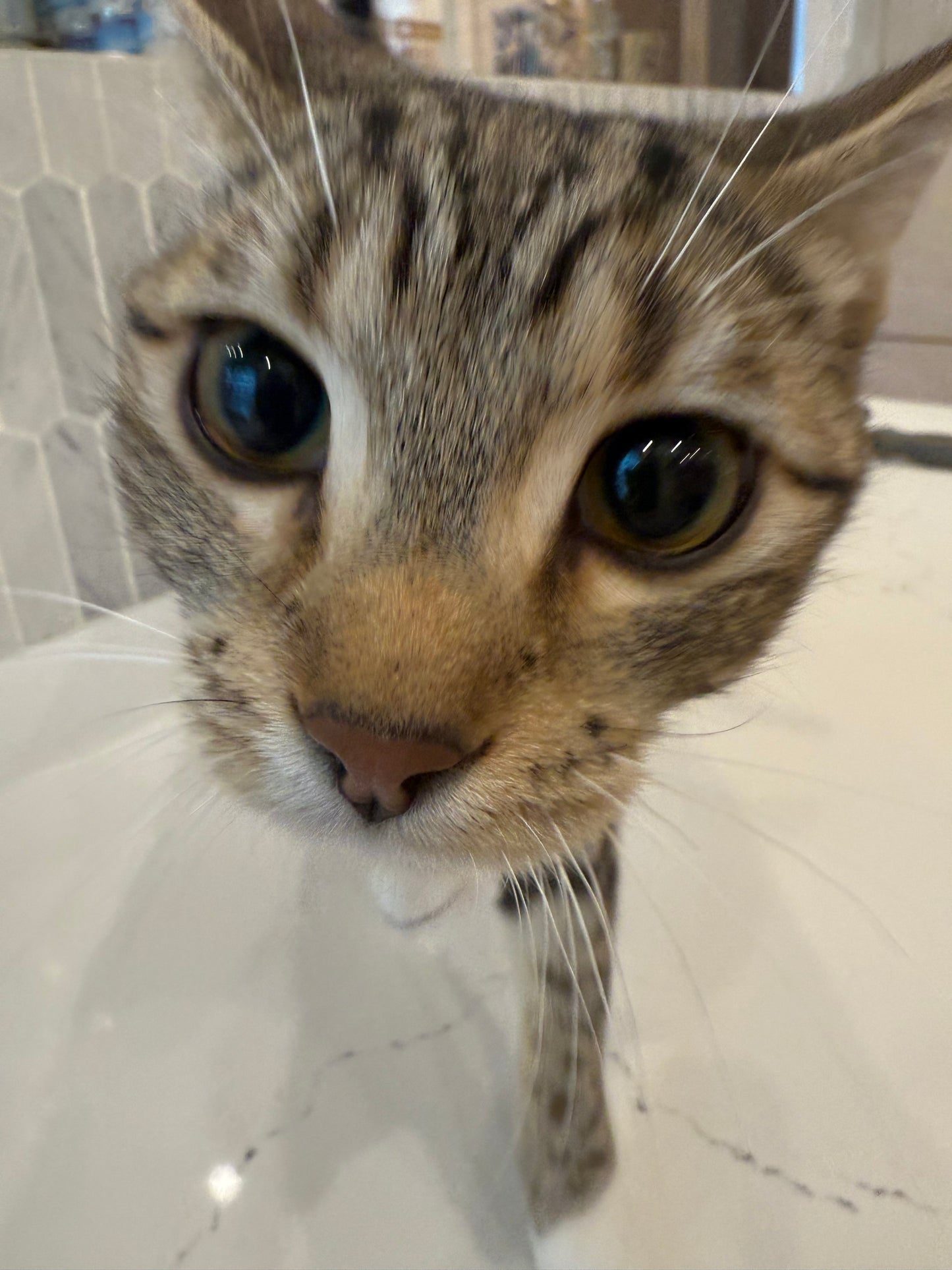 Velma（ADOPTED）
