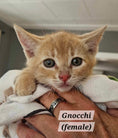 Load image into Gallery viewer, Gnocchi (ADOPTED)
