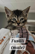 Load image into Gallery viewer, Fusilli (ADOPTED)
