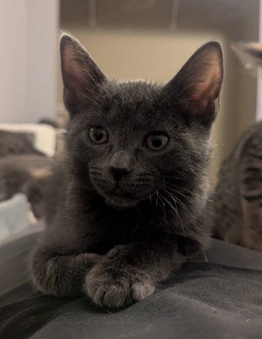 Pine Nut（ADOPTED）